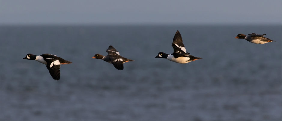 Some sites offer front-row seats to watch bird migrations - Photo Credit: Hugues Deglaire / OOR Watch the Spring and Fall Bird Migrations