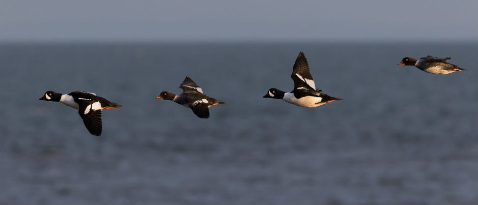 Soyez témoins de la migration des oiseaux!