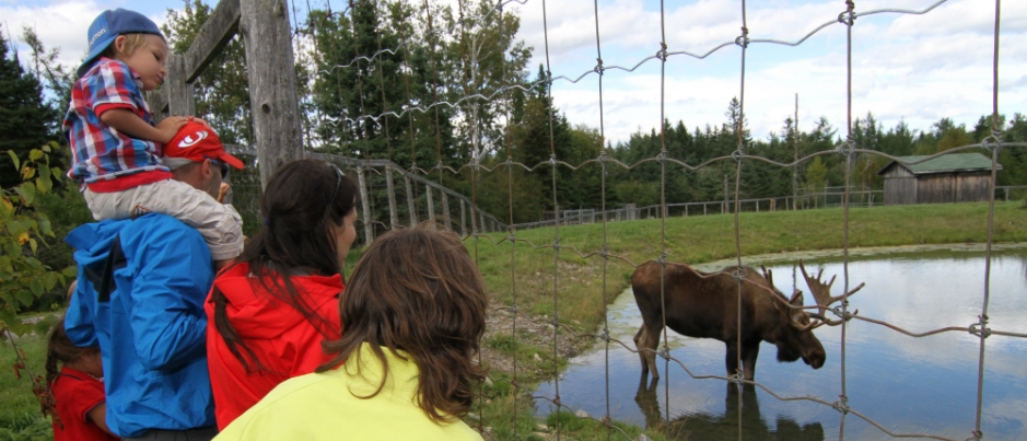 Le Bioparc de la Gaspésie : Observer les animaux au grand plaisir des petits… et des grands