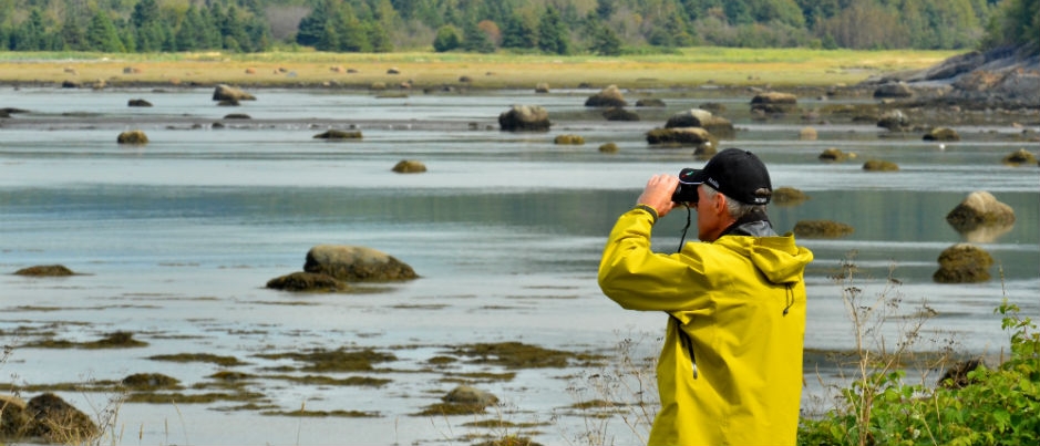 Bird Watching in Bas-Saint-Laurent: Opportunities for Fall Sightings