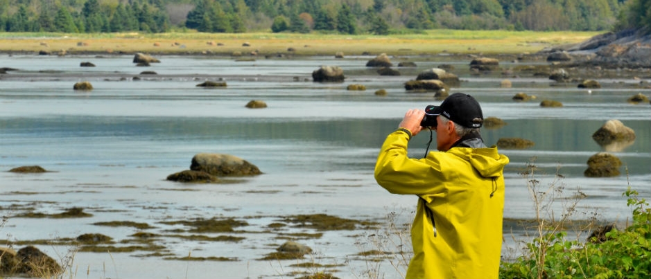 Bas-Saint-Laurent is a great place to observe birds - Photo Credit: Marc Loiselle Bird Watching in Bas-Saint-Laurent: Opportunities for Fall Sightings