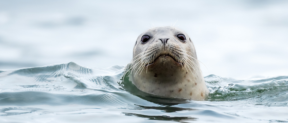 Taking Wildlife Photos on Vacation: A Few Tips from a Nature Photographer