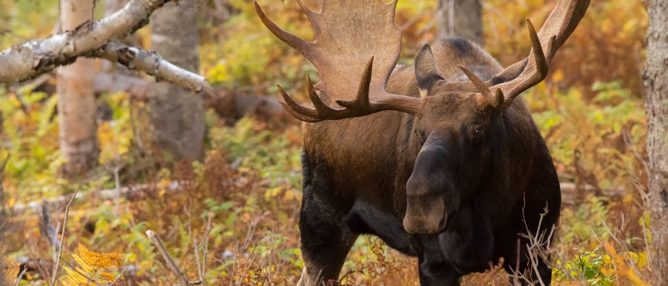 Moose in Parc national de la Gaspésie - Photo Credit: Éric Deschamps Wildlife Observation in the Fall: Species Not to Miss!