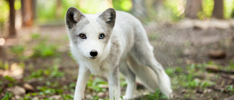 En Route to Discovery: 6 Wildlife Observation Activities to Add to Your Road Trip Itinerary