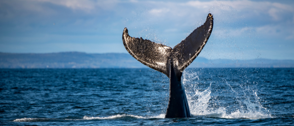 Observation des baleines et de la faune : 4 expériences à ne pas manquer