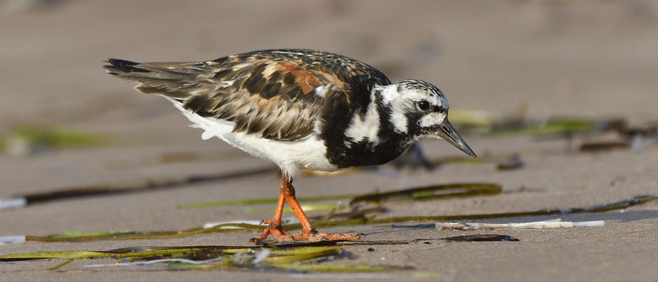 Ornithologie aux Îles de la Madeleine : de belles observations à faire en automne