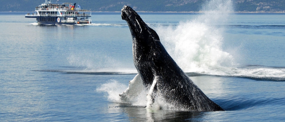 Les sites d’observation des baleines dans les régions du Québec maritime