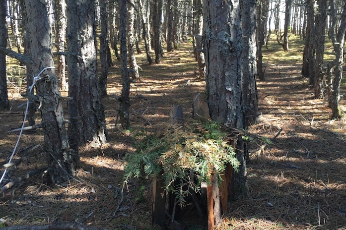 La forêt boréale