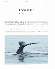 Whale watching and whale observation | Québec maritime