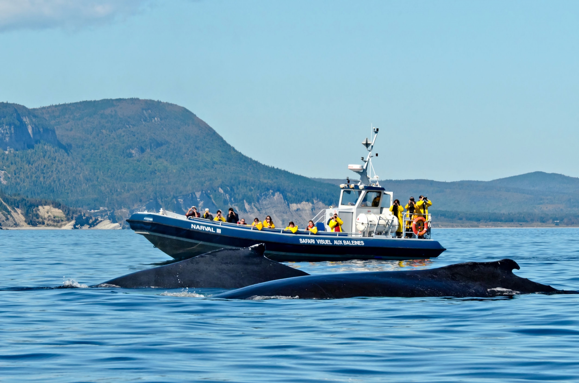 best whale watching tour quebec