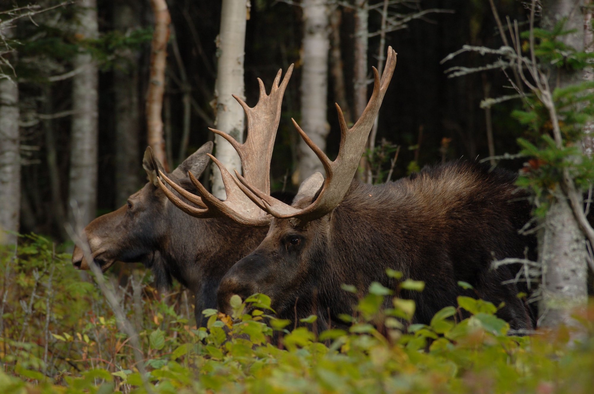Wildlife reserves : visit our 5 reserves | Québec maritime