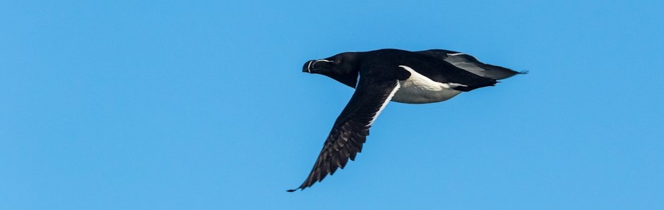 L'observation d'oiseaux en Gaspésie, Blogue