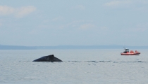 Saguenay–St. Lawrence Marine Park