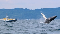 Croisières Baie de Gaspé