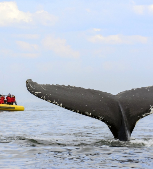 La route des Baleines