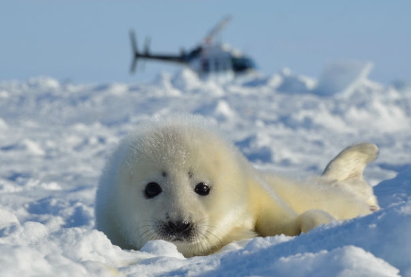 What You Need to Know about Whitecoats (Seal Pups)
