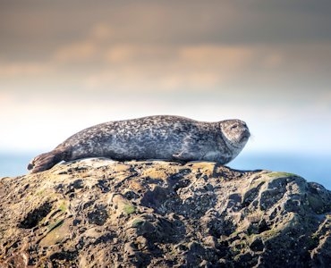 Wildlife observation in Québec maritime | Québec maritime