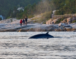 Observation des baleines