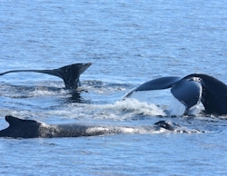 Whale-watching tours