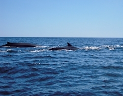 Whale watching