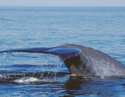 South shore whale-watching cruise