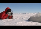 Baby Seal Watching