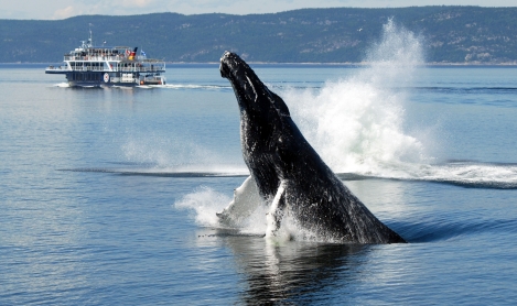 Observation des baleines et de la faune