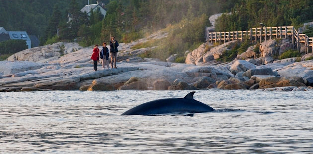 Observation d’une baleine de la rive