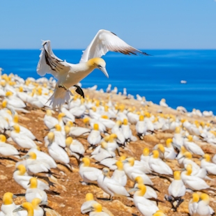 Fous de Bassan à l’île Bonaventure en Gaspésie