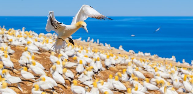Fous de Bassan à l’île Bonaventure en Gaspésie