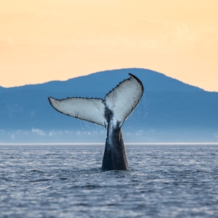 Baleine dans le parc marin du Saguenay–Saint-Laurent