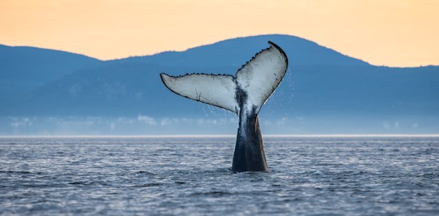 Baleine dans le parc marin du Saguenay–Saint-Laurent