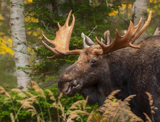 Orignal en Gaspésie