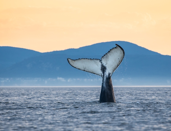 Baleine dans le parc marin du Saguenay–Saint-Laurent