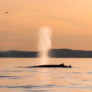 Baleine dans le parc marin du Saguenay–Saint-Laurent
