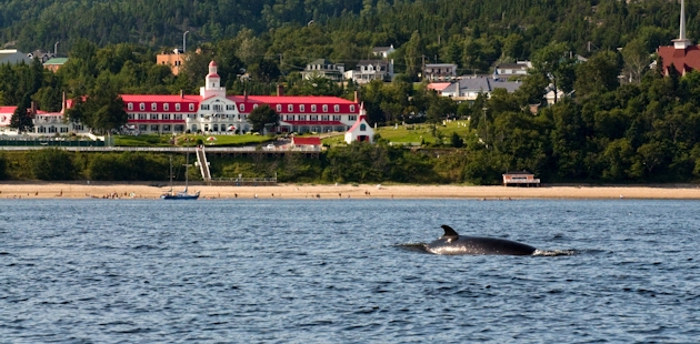 Baleine et Hôtel Tadoussac en Côte-Nord
