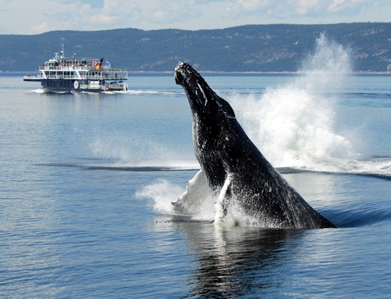 Saut de baleine et bateau d’excursion en Côte-Nord