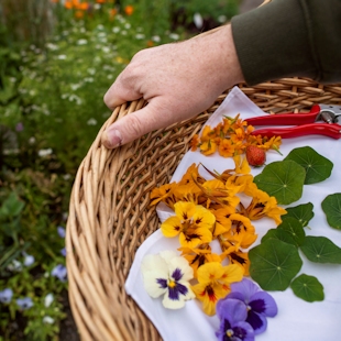 Fleurs comestibles des Jardins de Métis