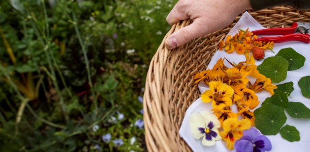 Fleurs comestibles des Jardins de Métis