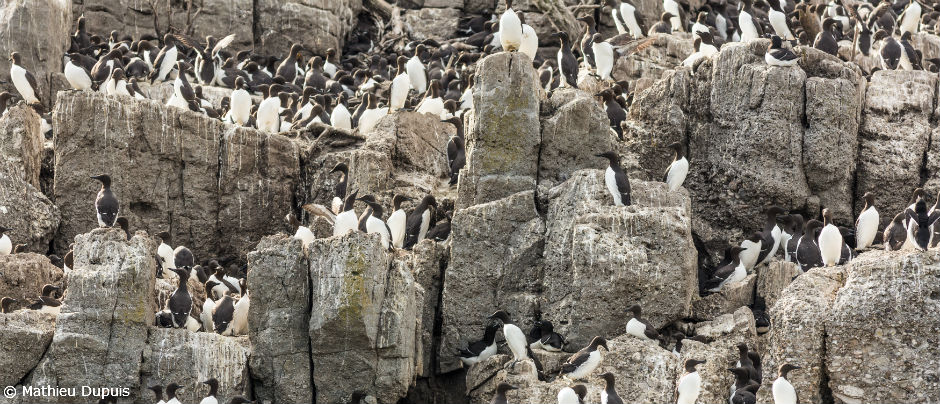 Les meilleurs lieux d'observation d'oiseaux au Québec maritime