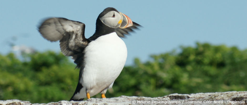 Discover the Atlantic Puffin - Nature Canada