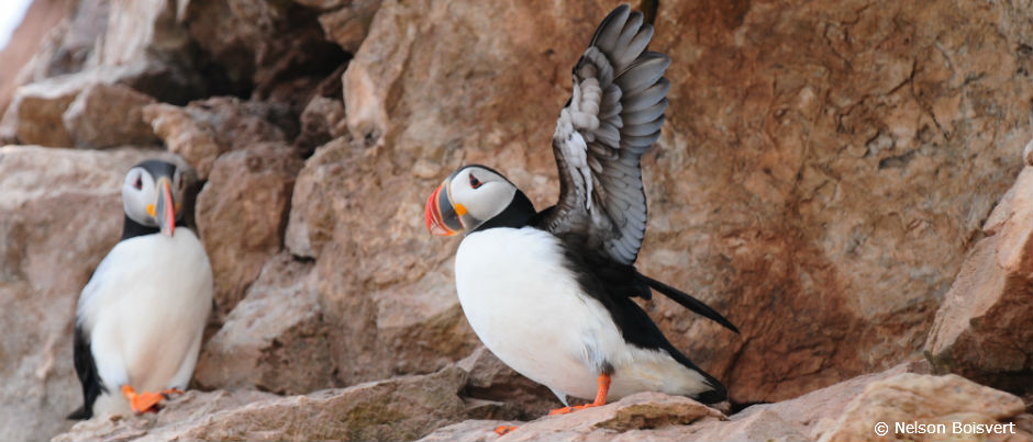 L'observation d'oiseaux en Gaspésie, Blogue