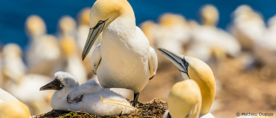 L'observation d'oiseaux en Gaspésie, Blogue