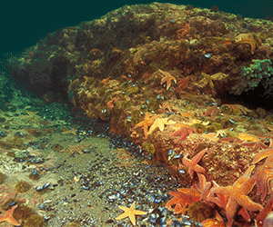 Centre de découverte du milieu marin