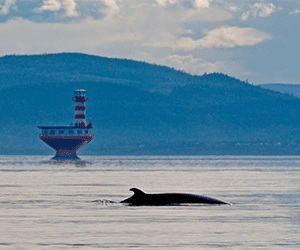 Saguenay-St. Lawrence Marine Park